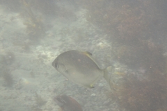 Monodactylus argenteus