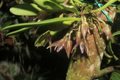 Masdevallia campyloglossa