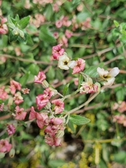 Viviania marifolia
