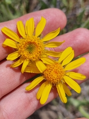 Senecio adenotrichius