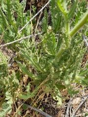 Senecio adenotrichius