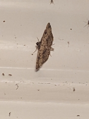 Nacoleia charesalis