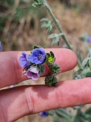 Cynoglossum creticum