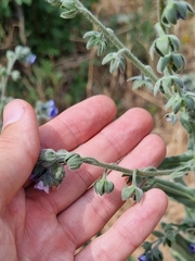 Cynoglossum creticum