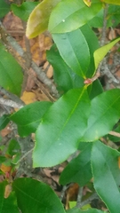 Photinia serratifolia