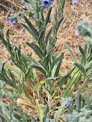 Cynoglossum creticum