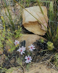 Dimorphotheca cuneata