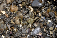 Petrolisthes manimaculis