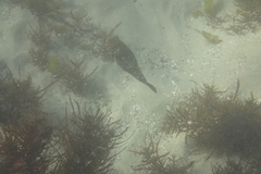 Tetractenos glaber