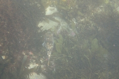 Tetractenos glaber