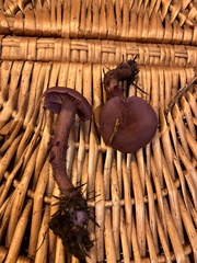 Laccaria amethysteo-occidentalis