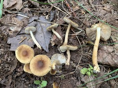 Inocybe
