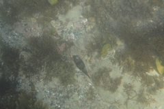 Tetractenos glaber