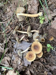 Inocybe
