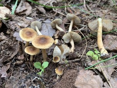 Inocybe