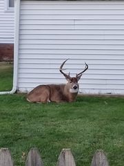 Odocoileus virginianus