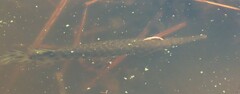 Lepisosteus oculatus