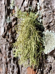 Usnea hirta