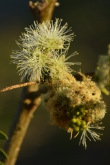 Albizia inundata
