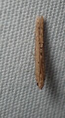 Crocidosema plebejana