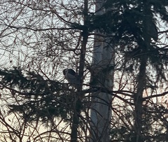 Nycticorax nycticorax obscurus