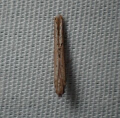 Crocidosema plebejana