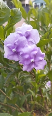 Brunfelsia pauciflora