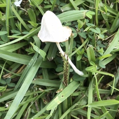 Conocybe apala albipes