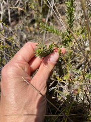 Pultenaea aristata