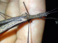 Pseudophasma unicolor