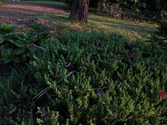 Carpobrotus modestus
