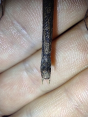 Pseudophasma unicolor