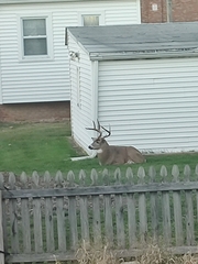 Odocoileus virginianus