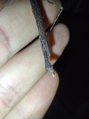 Pseudophasma unicolor