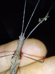 Pseudophasma unicolor