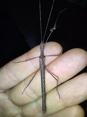 Pseudophasma unicolor