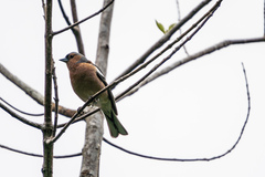 Fringilla coelebs gengleri
