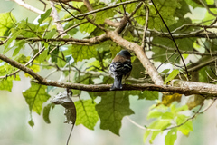Fringilla coelebs gengleri