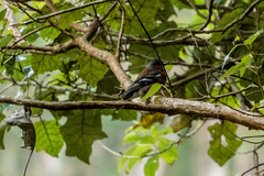 Fringilla coelebs gengleri