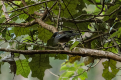 Fringilla coelebs gengleri
