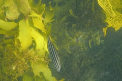 Atypichthys strigatus