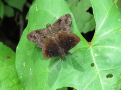 Staphylus ascalaphus