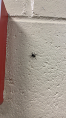 Castianeira descripta