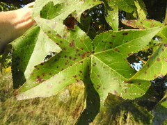 Cercospora liquidambaris