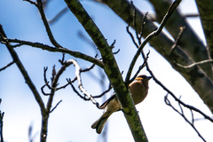 Fringilla coelebs gengleri