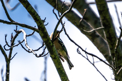 Fringilla coelebs gengleri