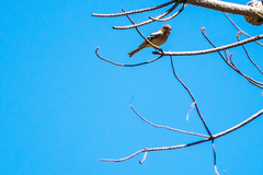 Fringilla coelebs gengleri