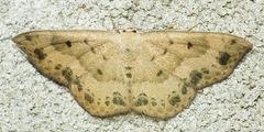 Semaeopus ella