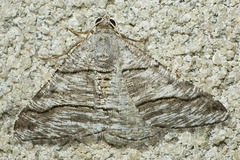 Digrammia pallorata