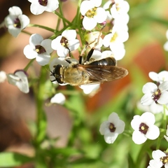Pterallastes thoracicus